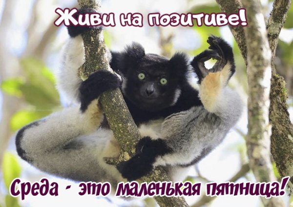Приколы про среду