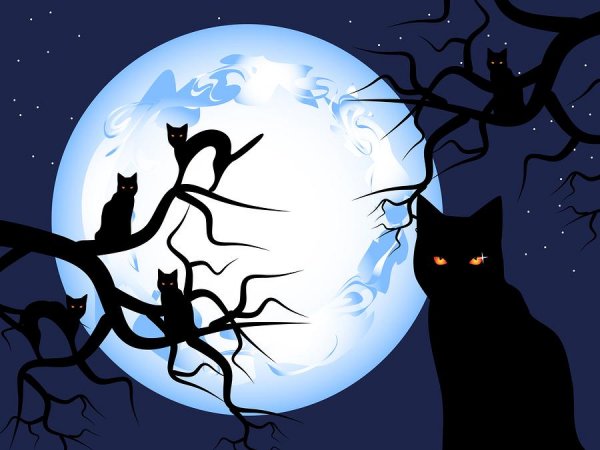 Пятница 13 черный кот