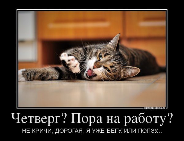 Котик четверг