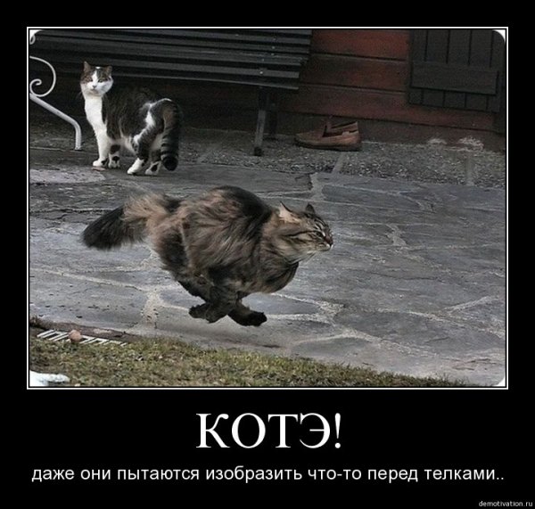 Кот идет домой