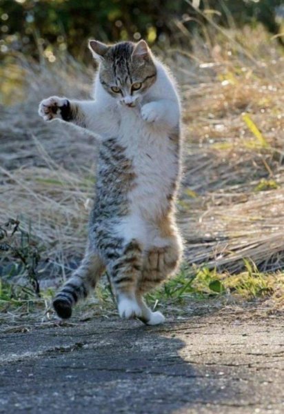 Танцующий кот