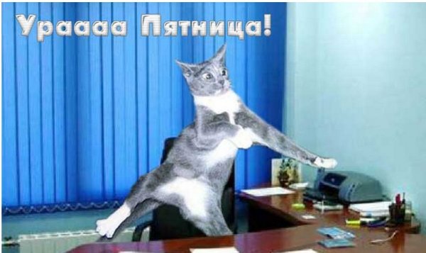 Смешная пятница с котом