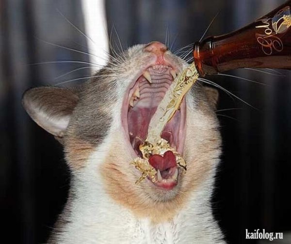 Смешная пятница с котом