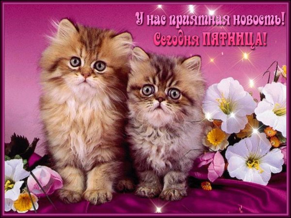 Пожелания хорошего дня кошки