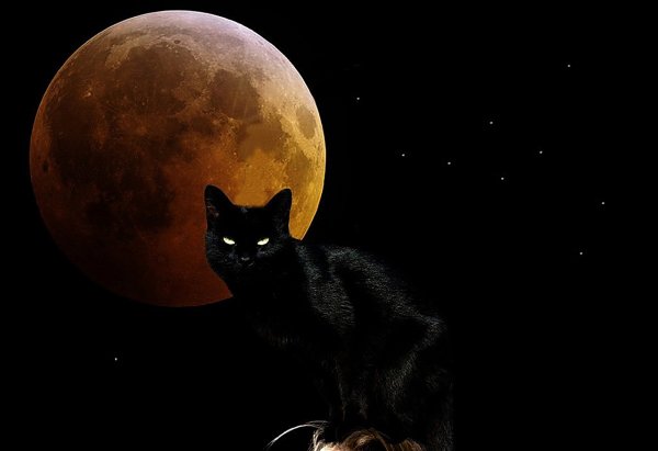 Коты на фоне Луны