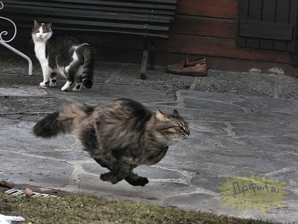 Кот убегает с работы