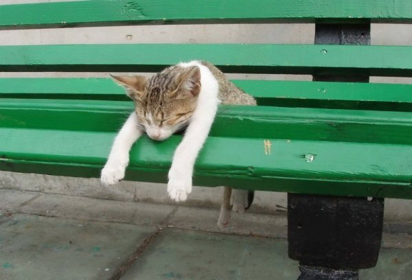 Спящий кот на скамейке