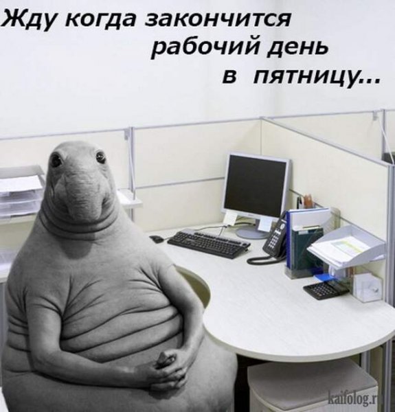Ждун приколы про работу