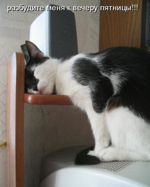 Кошки в пятницу