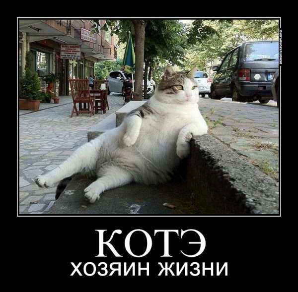 Среда демотиваторы