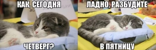 Четверг с добрым утром с котиками