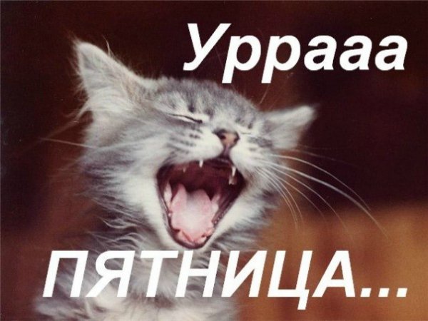 Пятница коты