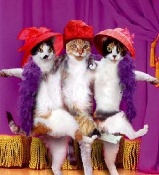 Кошки подружки