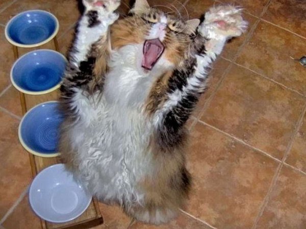 Пятничный кот