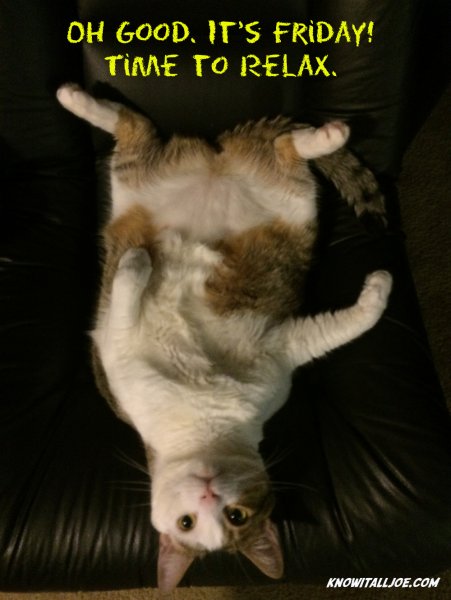 Кот пятница