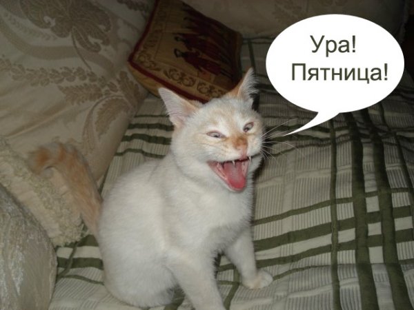 Кот пятница