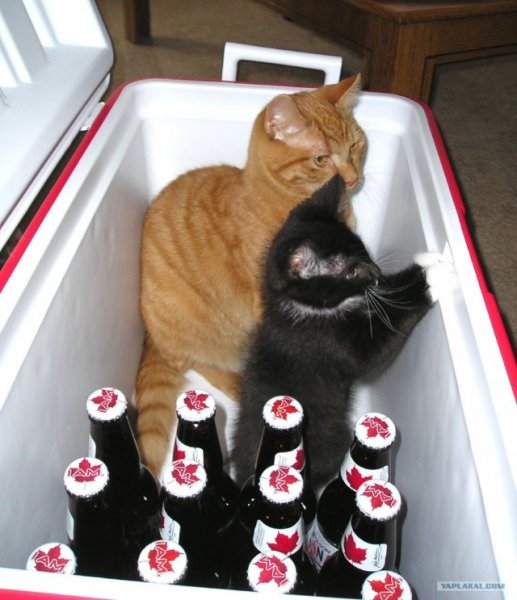 Пятничный котик