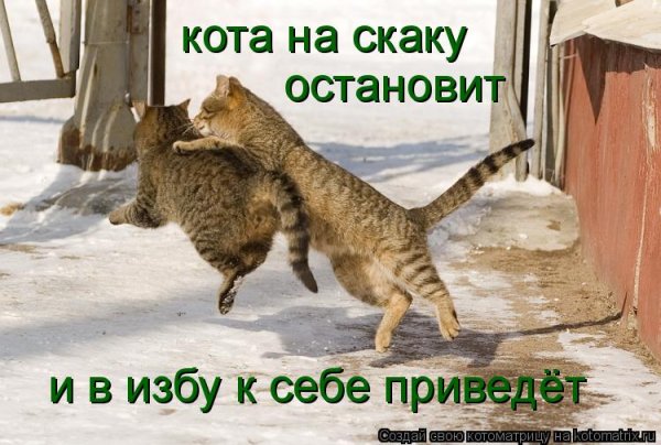 Статус про мартовских котов