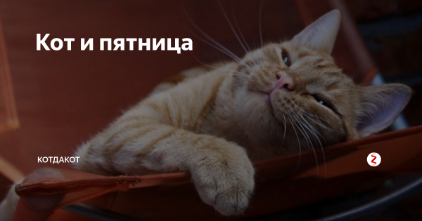 Кот пятница