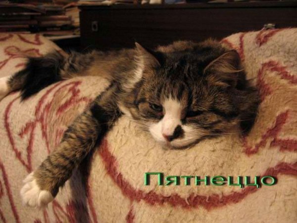 С пятницей с котами