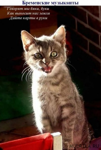 Поющие коты фото