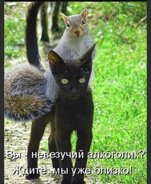 Юмор животные с надписями