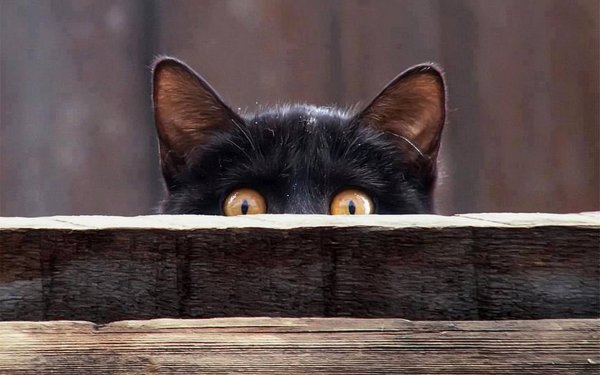 Кошка выглядывает