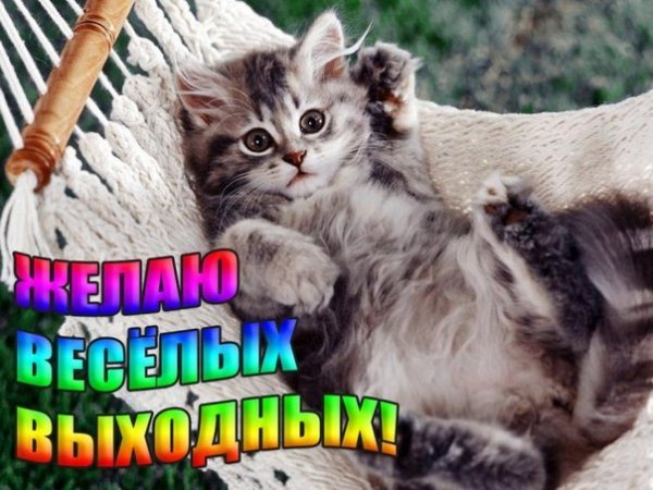 Хороших выходных кошки
