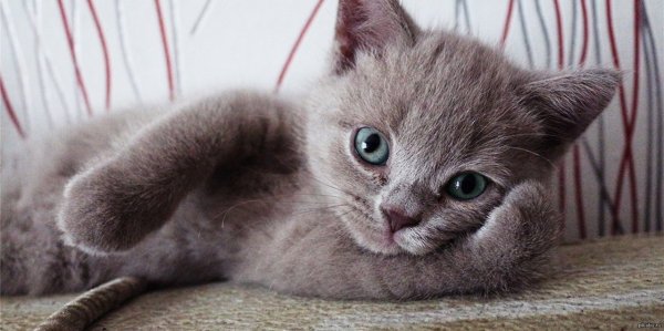 Милые котики