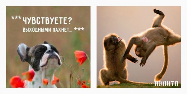 Чувствуете выходными пахнет прикольные