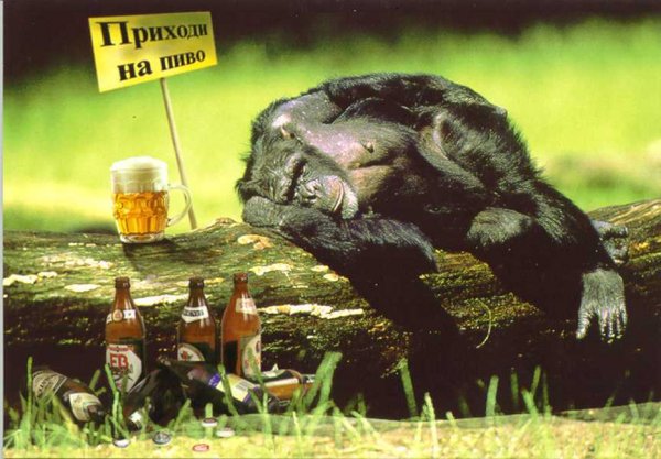 Приколы про пиво