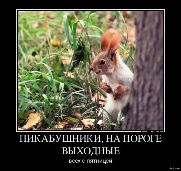 Приколы пятница Белочка