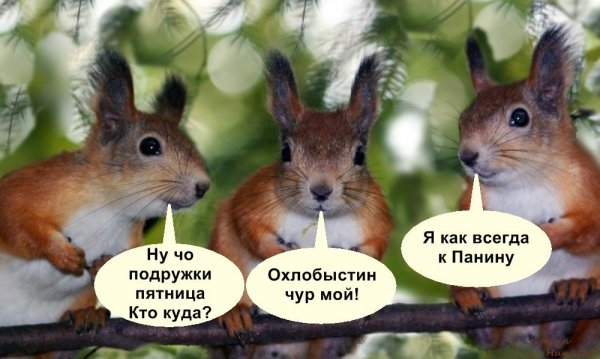 Пятница Белочка