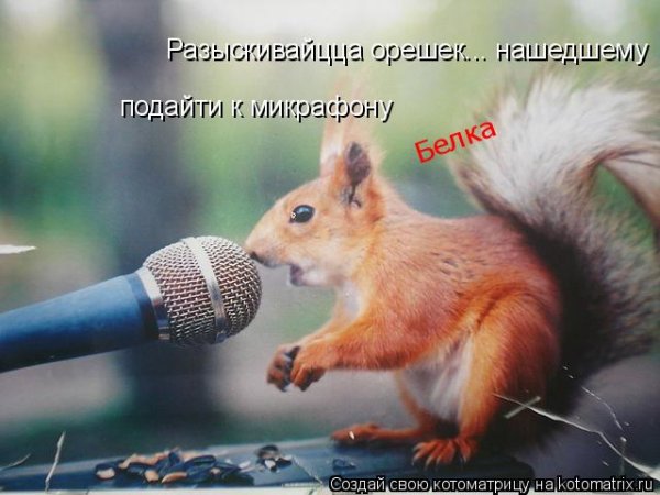 Белки надпись