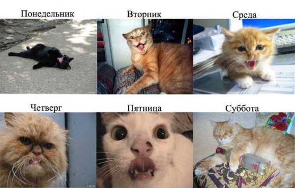 Котики дни недели