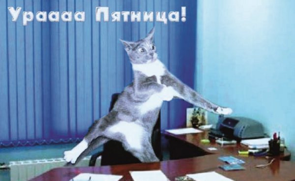 Ура пятница кот