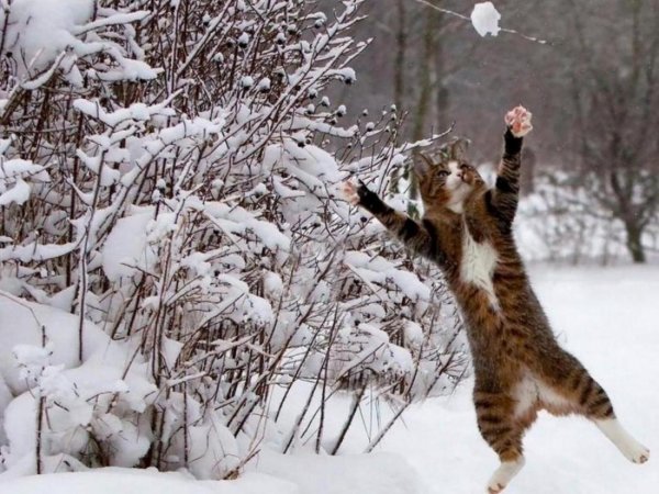 Кошка в снегу