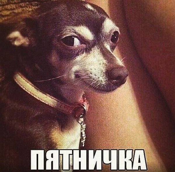 Смешной взгляд собаки