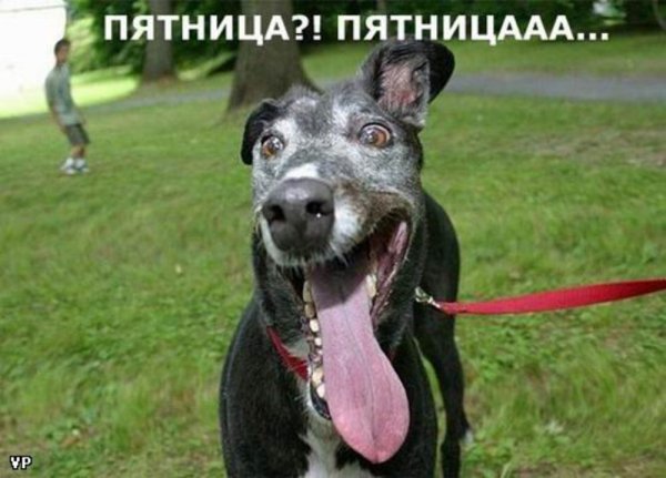 Пятница собака