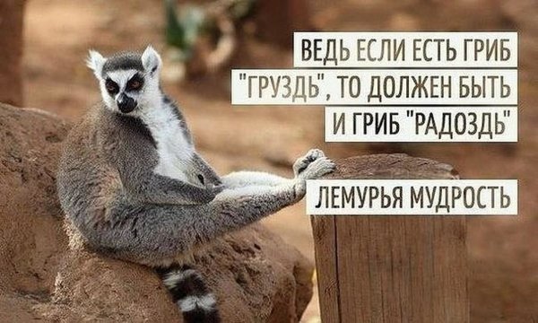Гриб груздь и гриб радоздь