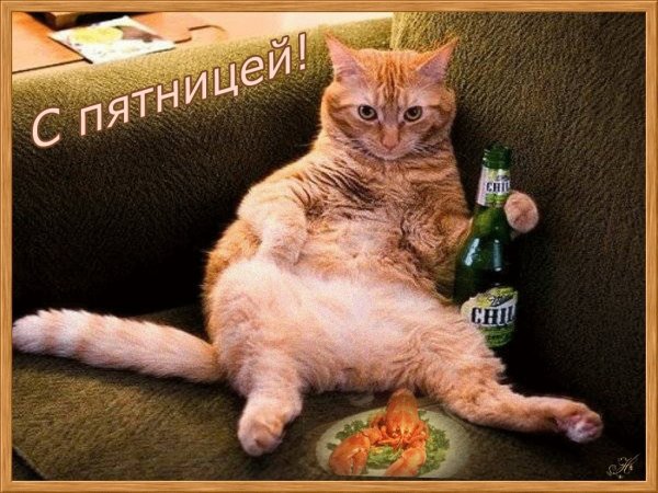 Рыжий кот бухло