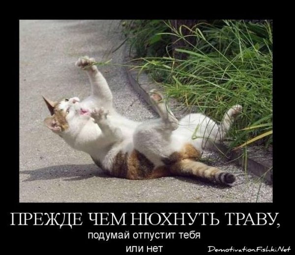 Демотиваторы с животными про работу