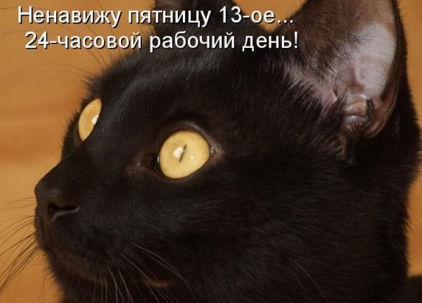 Черный кот юмор