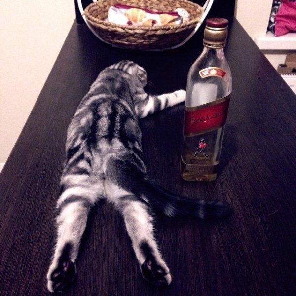 Коты и виски