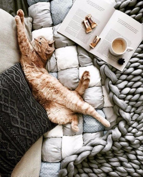 Утро котики