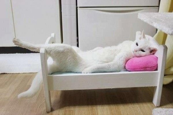 Смешной кот на кровати