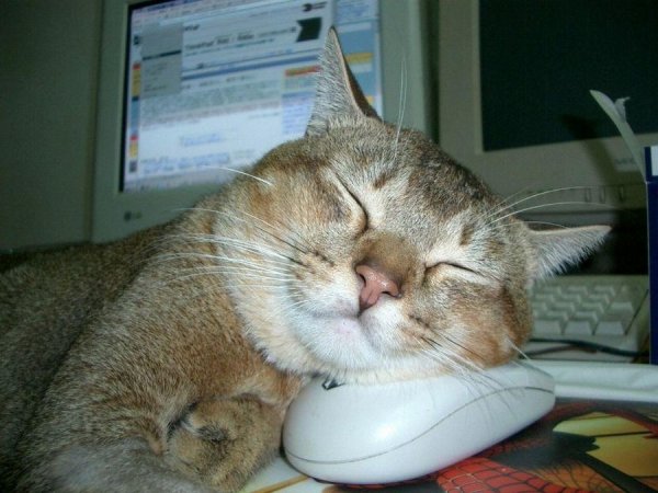 Кот с компьютерной мышкой