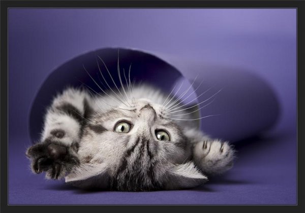 Пятничные котики картинки