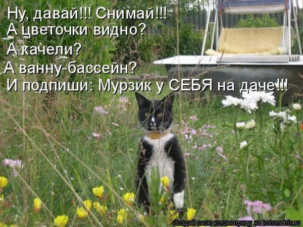 Афоризмы про дачу
