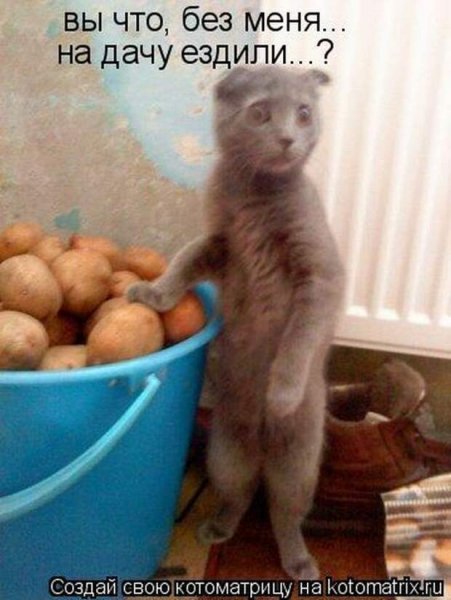 Смешные коты с надписями на даче